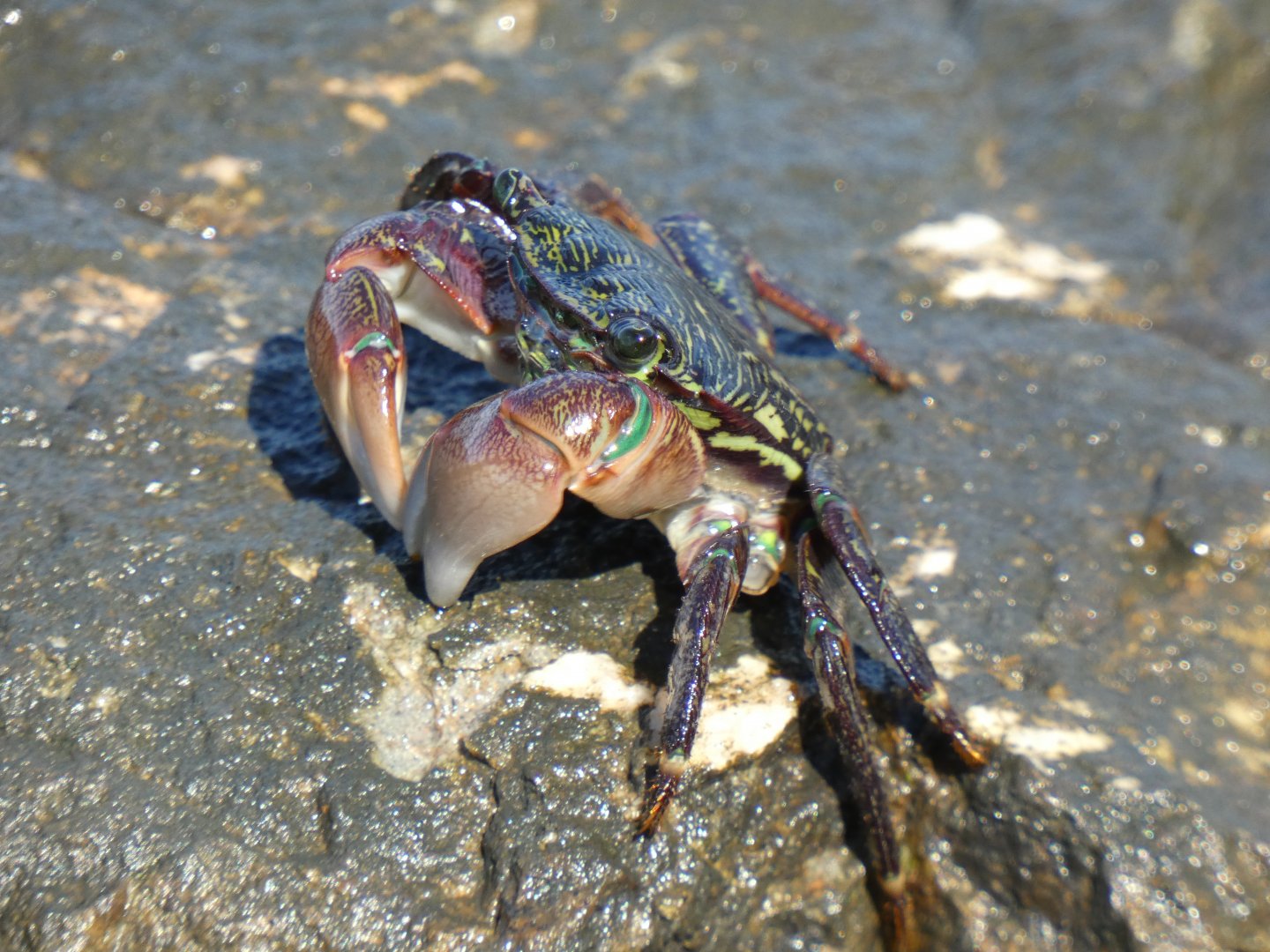 Striped shore crab