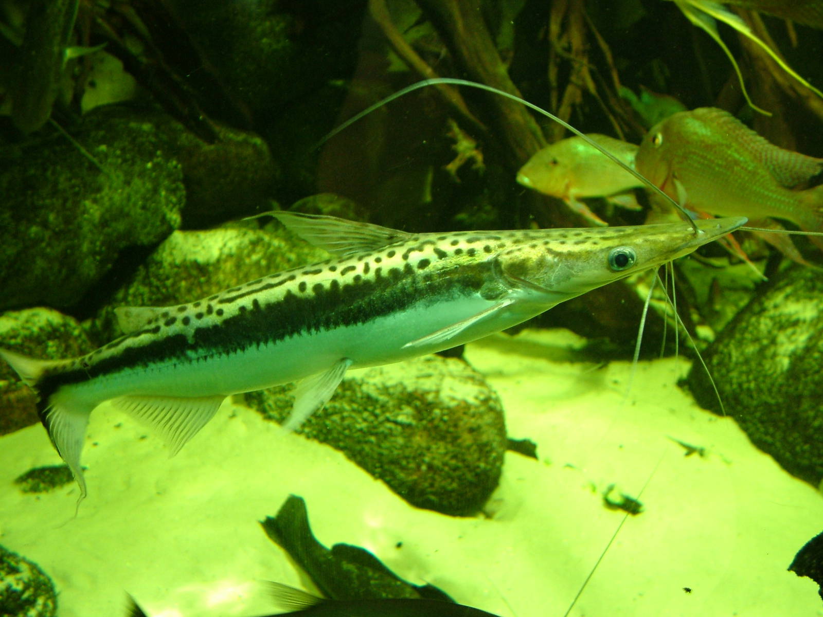 Striped Shovel-nose Catfish at Berlin Zoo Aquarium, 31/08/11