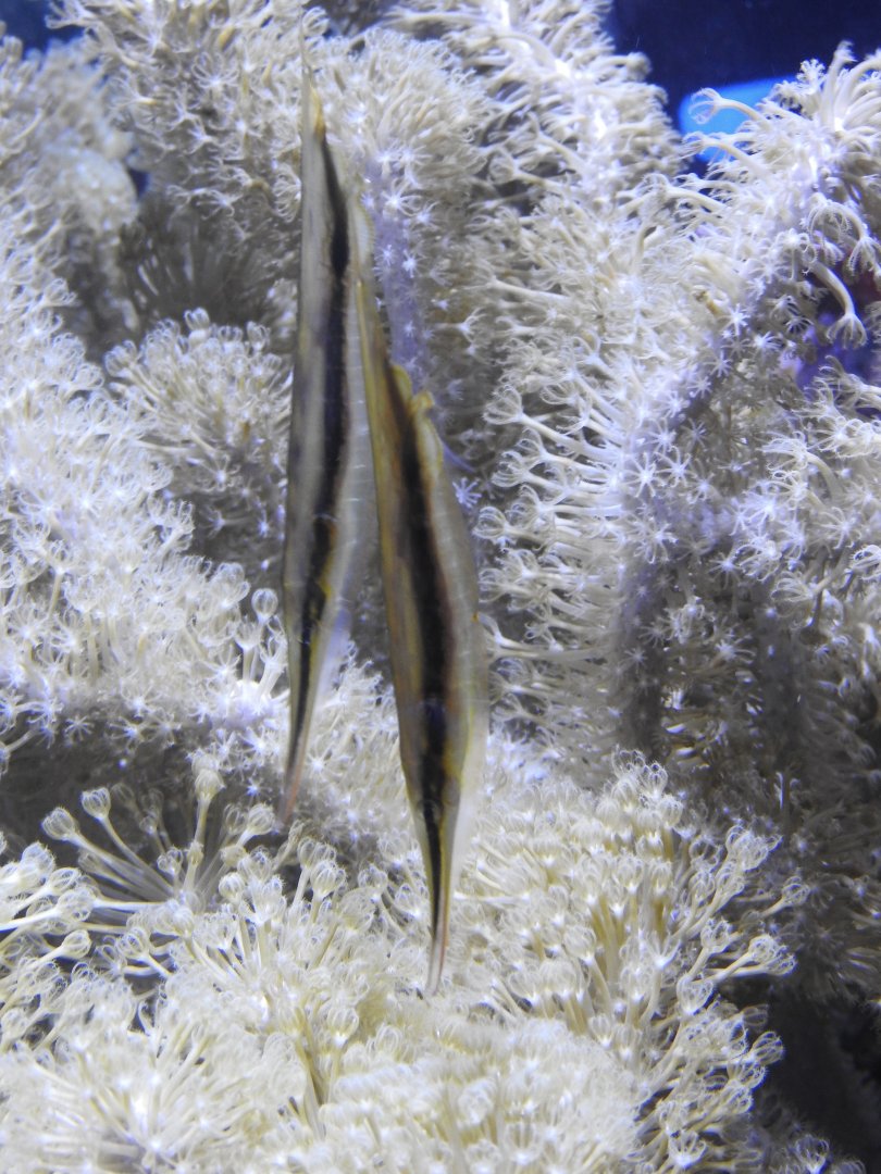 Striped Shrimpfish