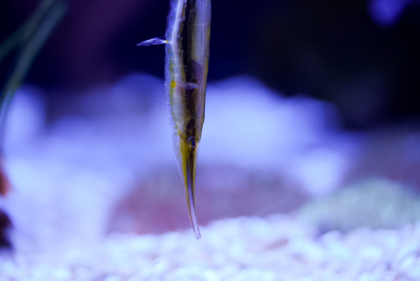Striped Shrimpfish