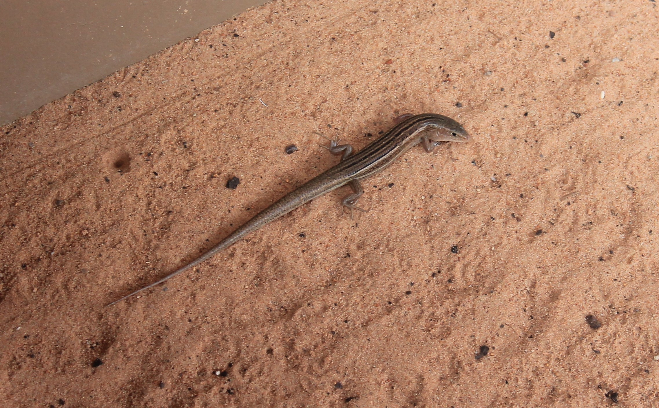 Striped Skink (Ctenotus sp.)