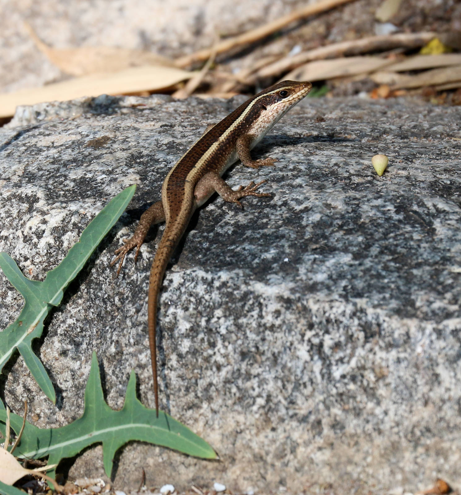 Striped Skink