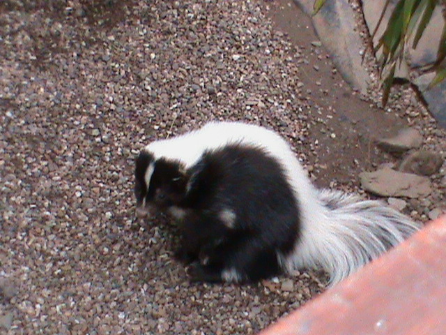 striped skunk 01/10