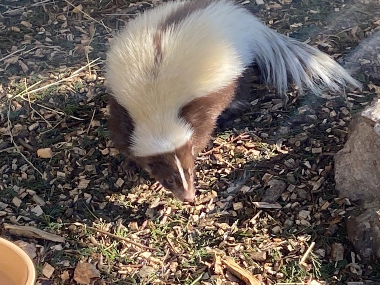 Striped skunk 020325