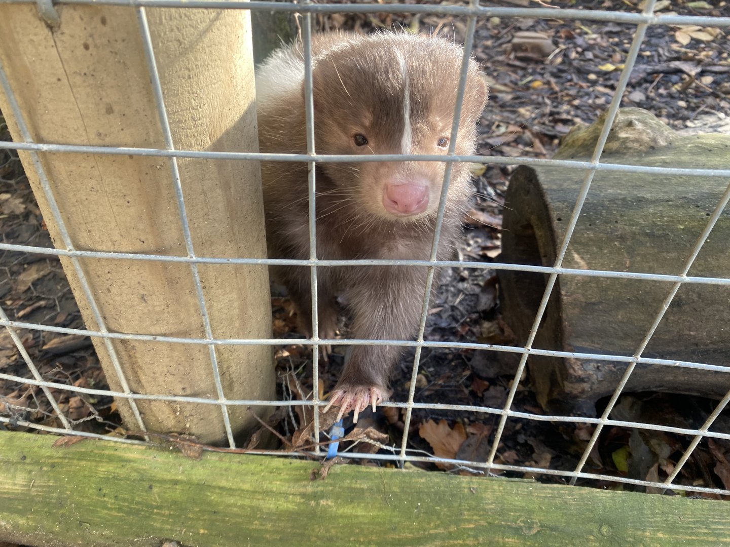 Striped skunk 021125