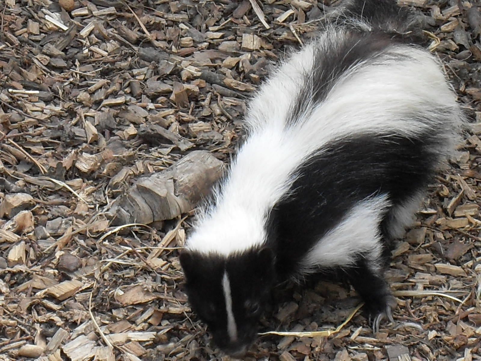striped skunk 1 07/10