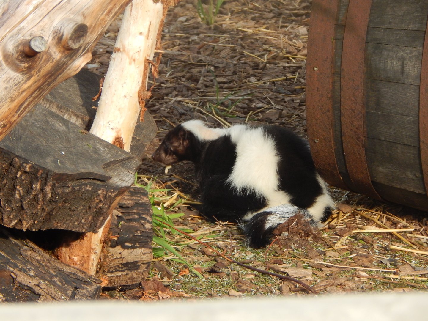 Striped skunk 110921