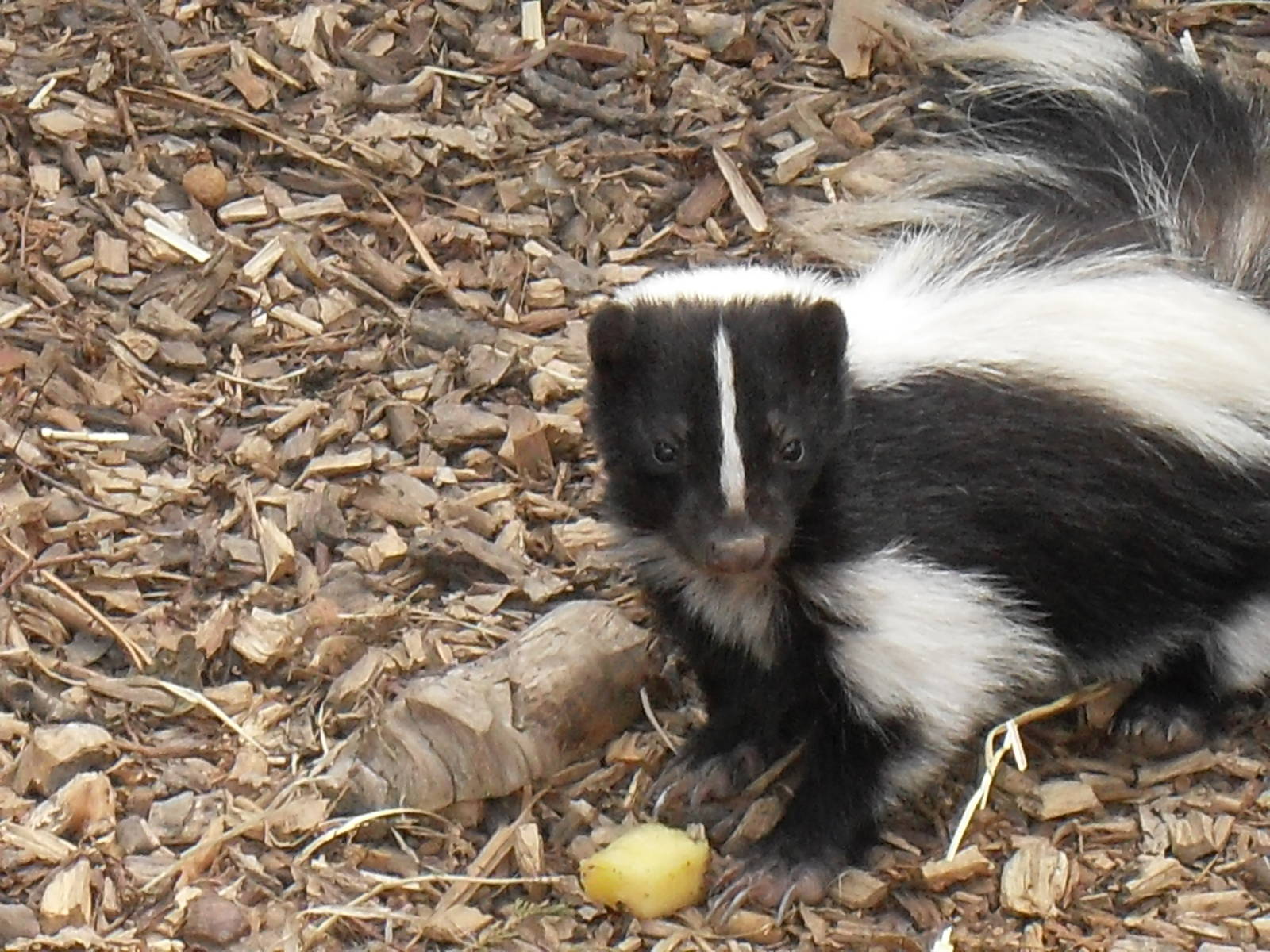 striped skunk 2 07/10