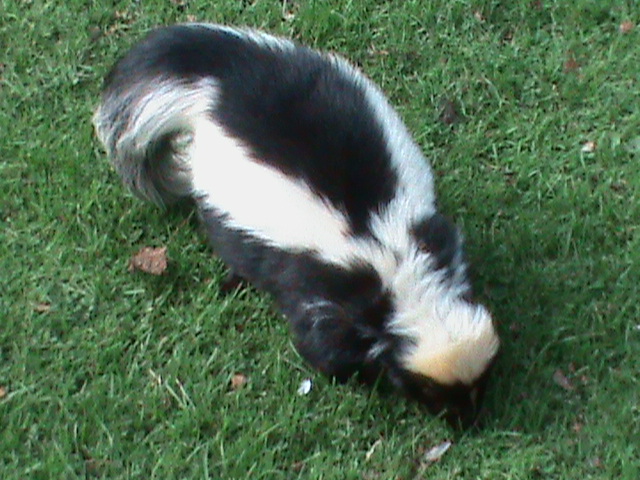 striped skunk 211010