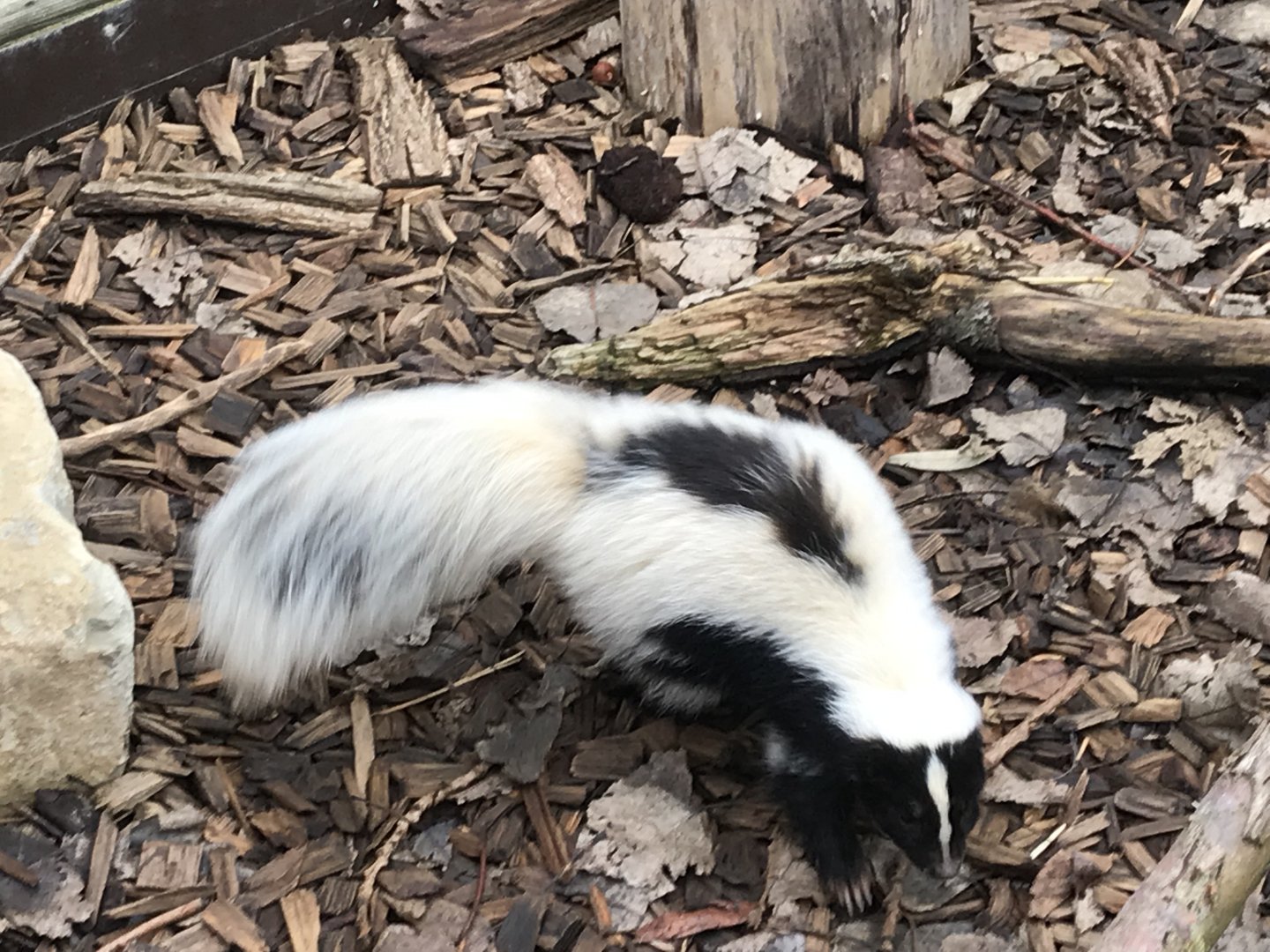 Striped skunk 241118