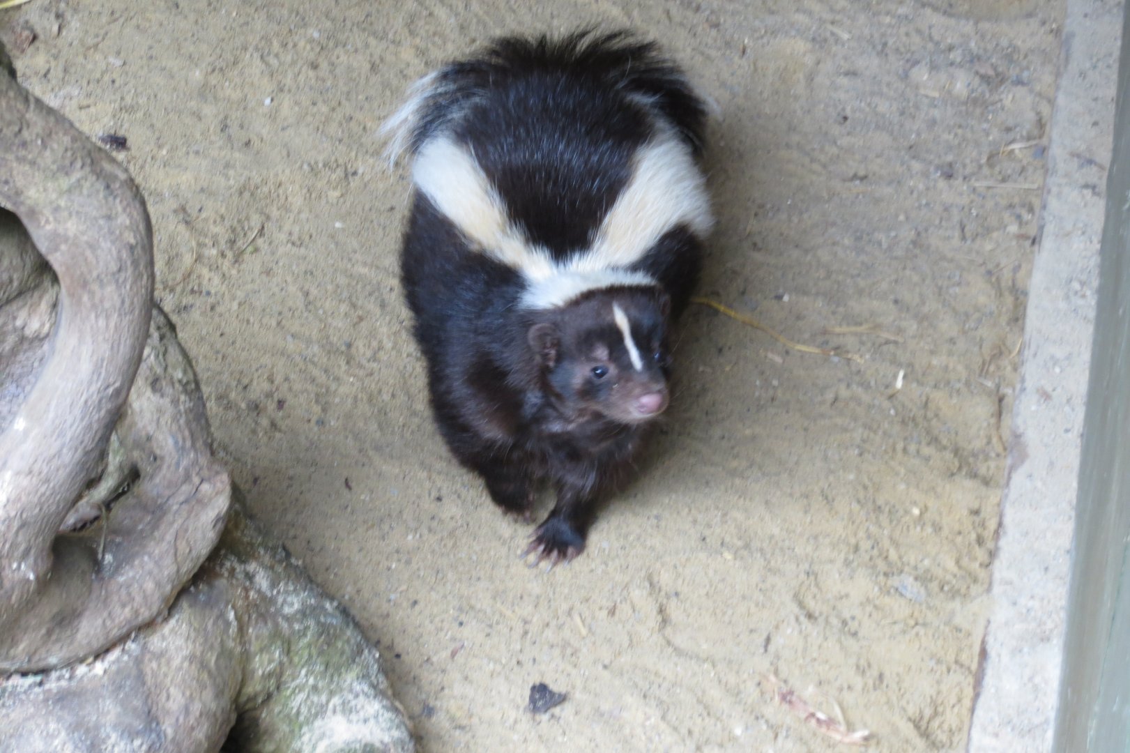 Striped skunk 280418