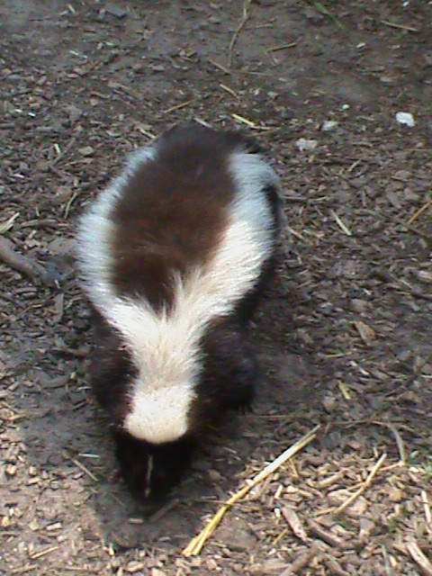 Striped skunk 300411