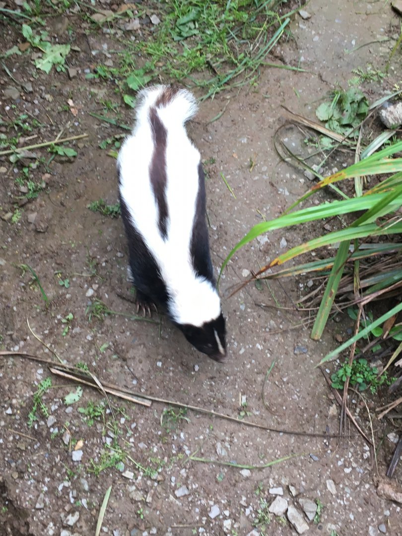 Striped skunk 300617