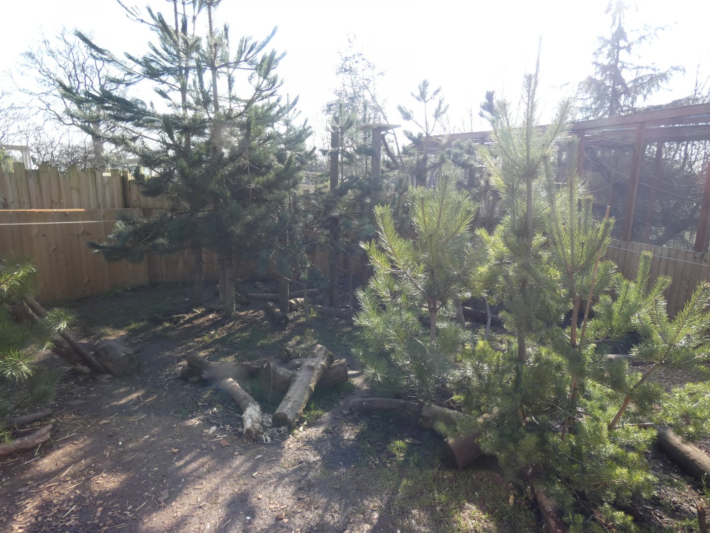 Striped Skunk and North American Tree Porcupine enclosure