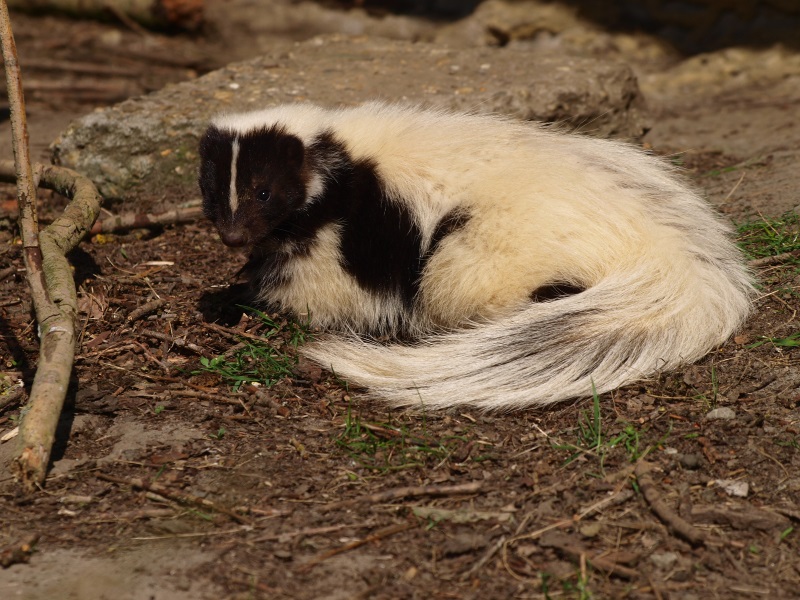 Striped skunk (April 19th, 2015)