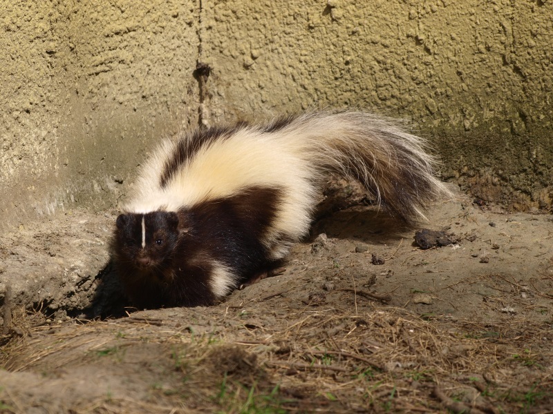 Striped skunk (April 19th, 2015)