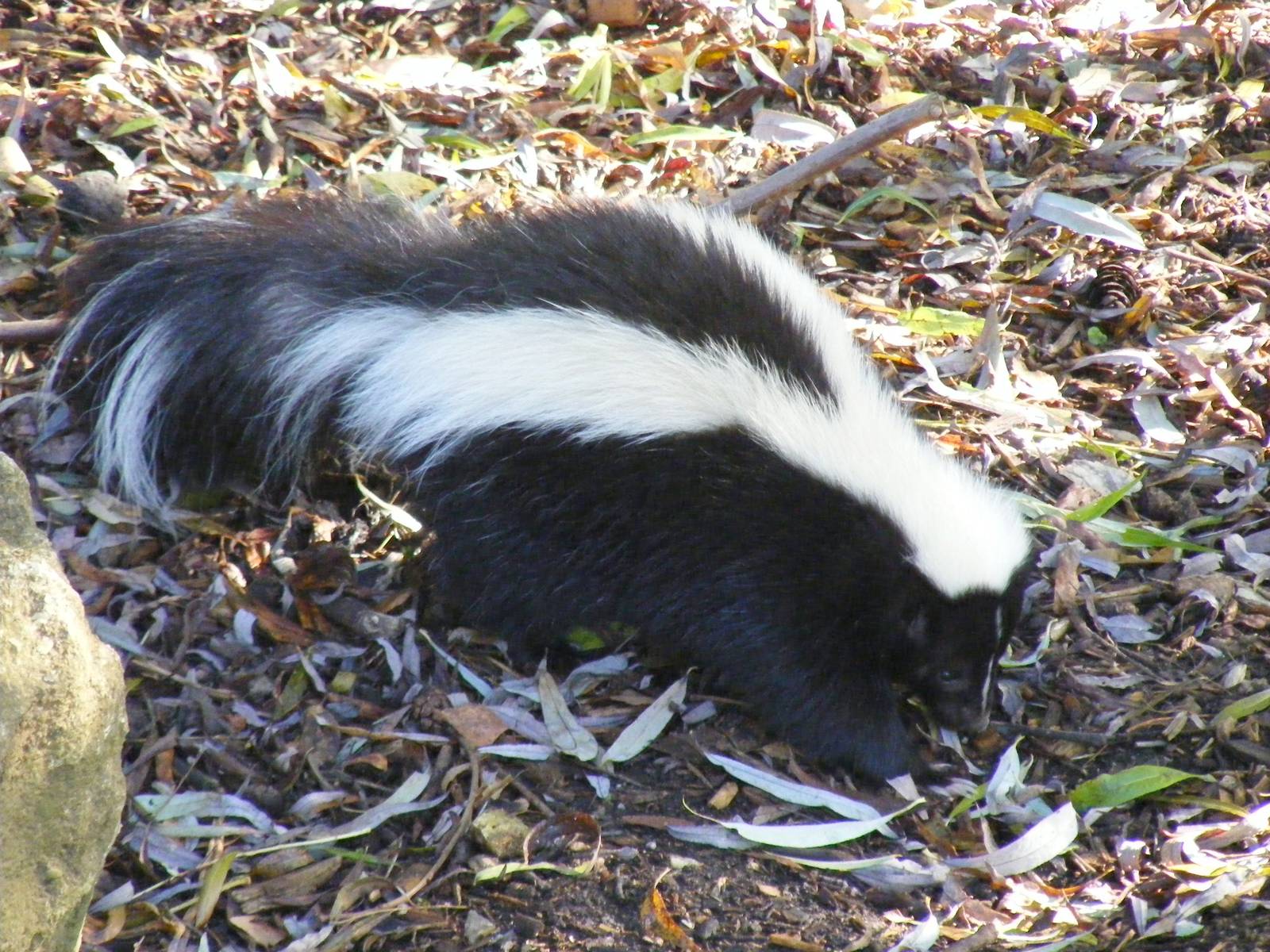 Striped skunk at Beale Park, 24 October 2010