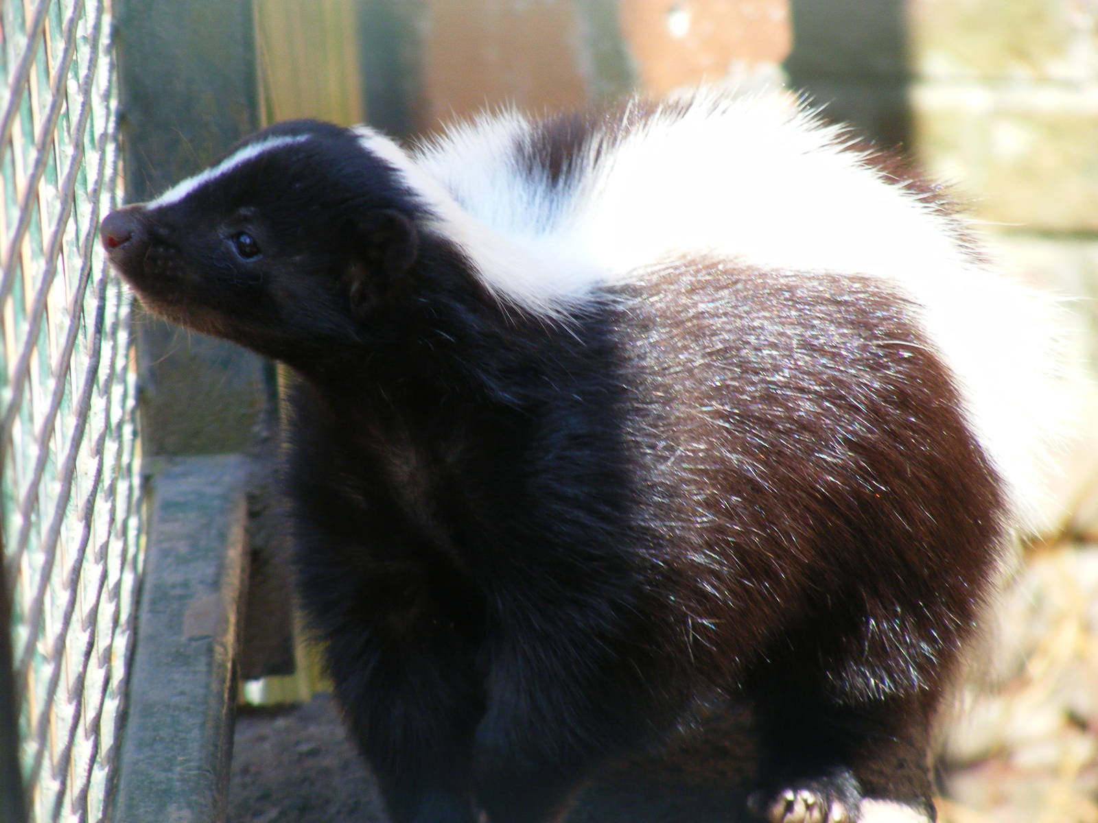 Striped skunk at Camperdown Wildlife Centre, 18 May 2010