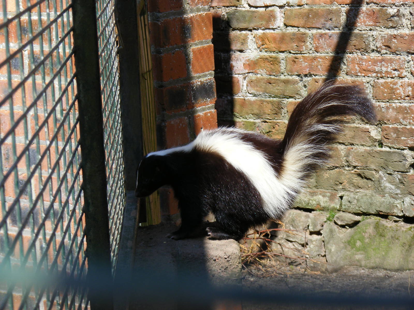 Striped skunk at Camperdown Wildlife Centre, 18 May 2010