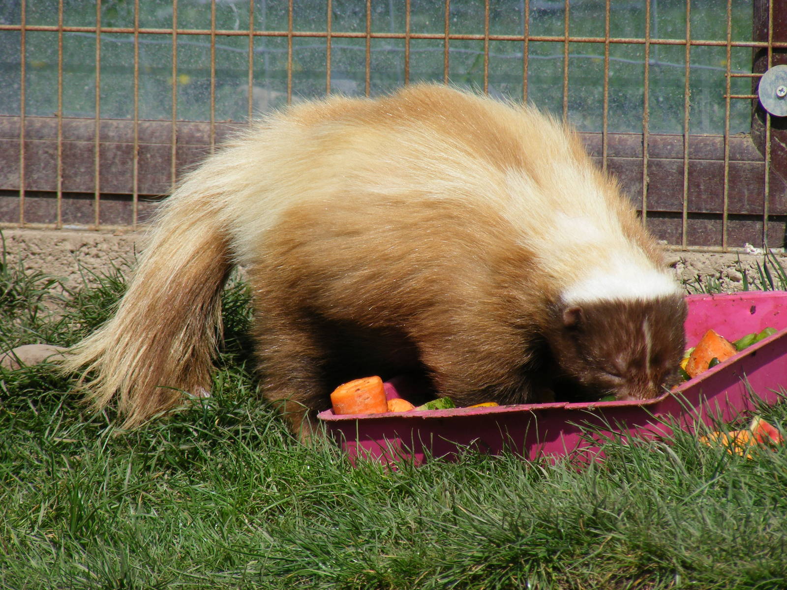 Striped skunk at Fife Animal Park, 18 May 2010