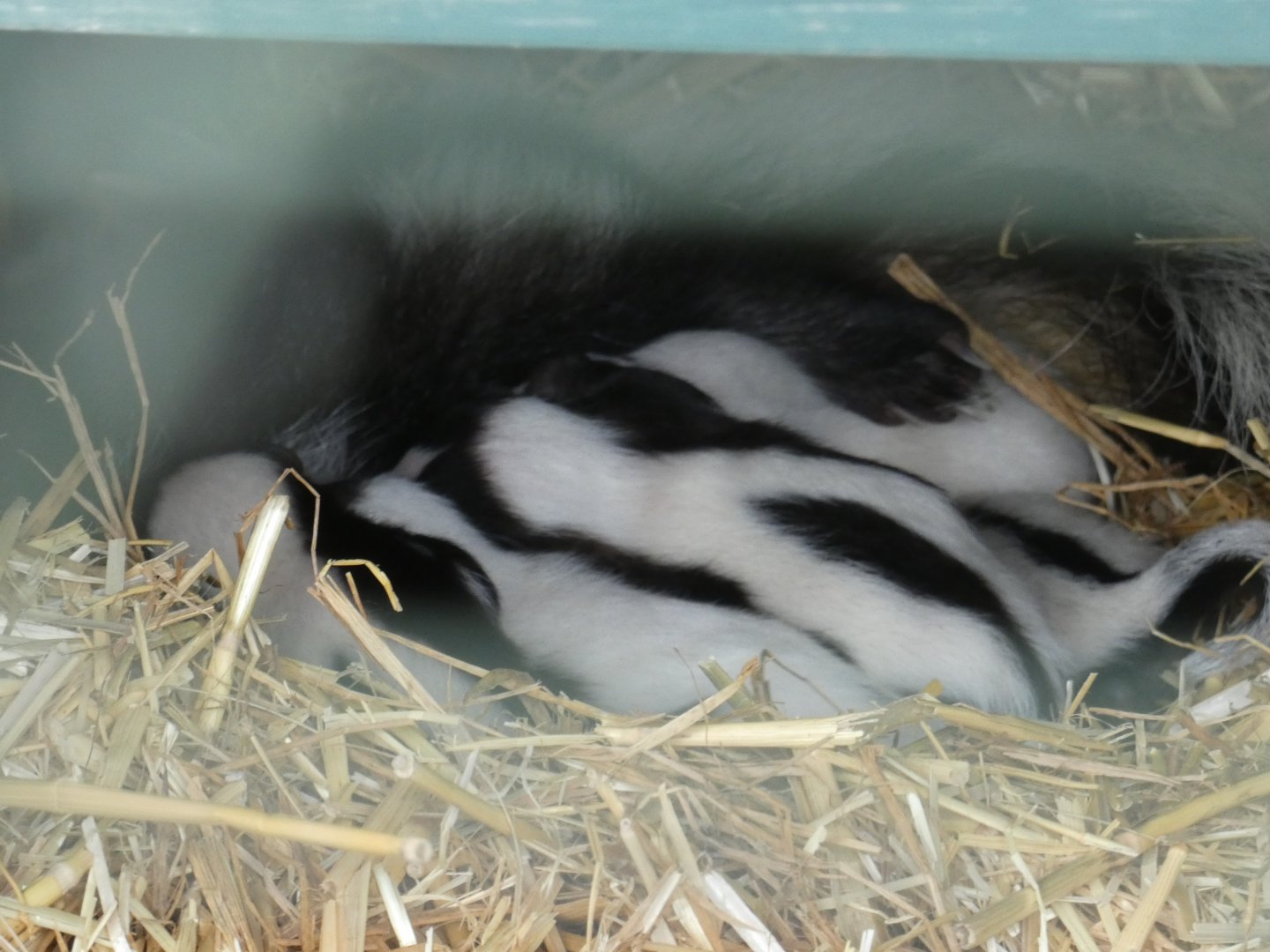 Striped Skunk babies