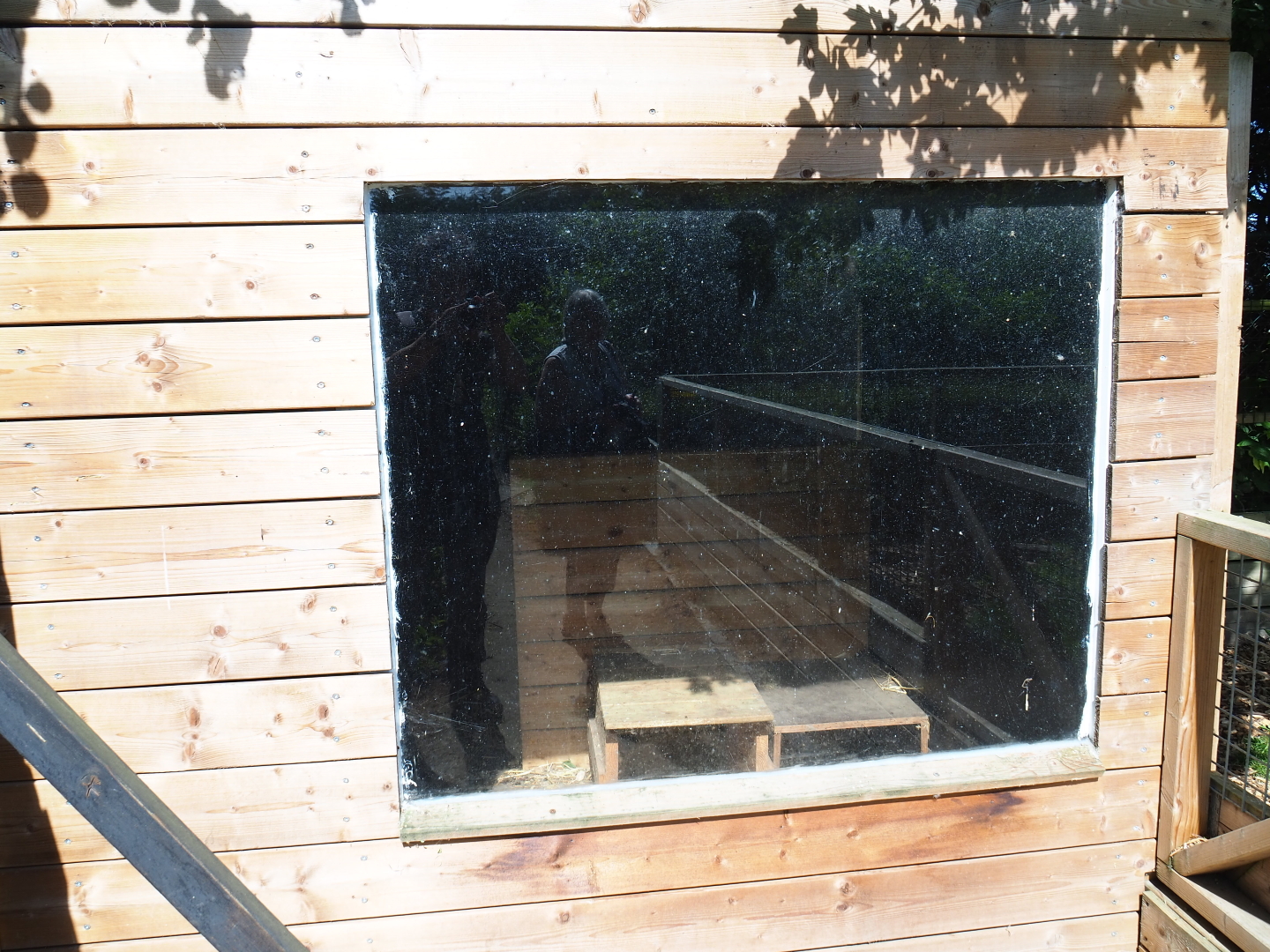 Striped skunk barn, 2019-06-01