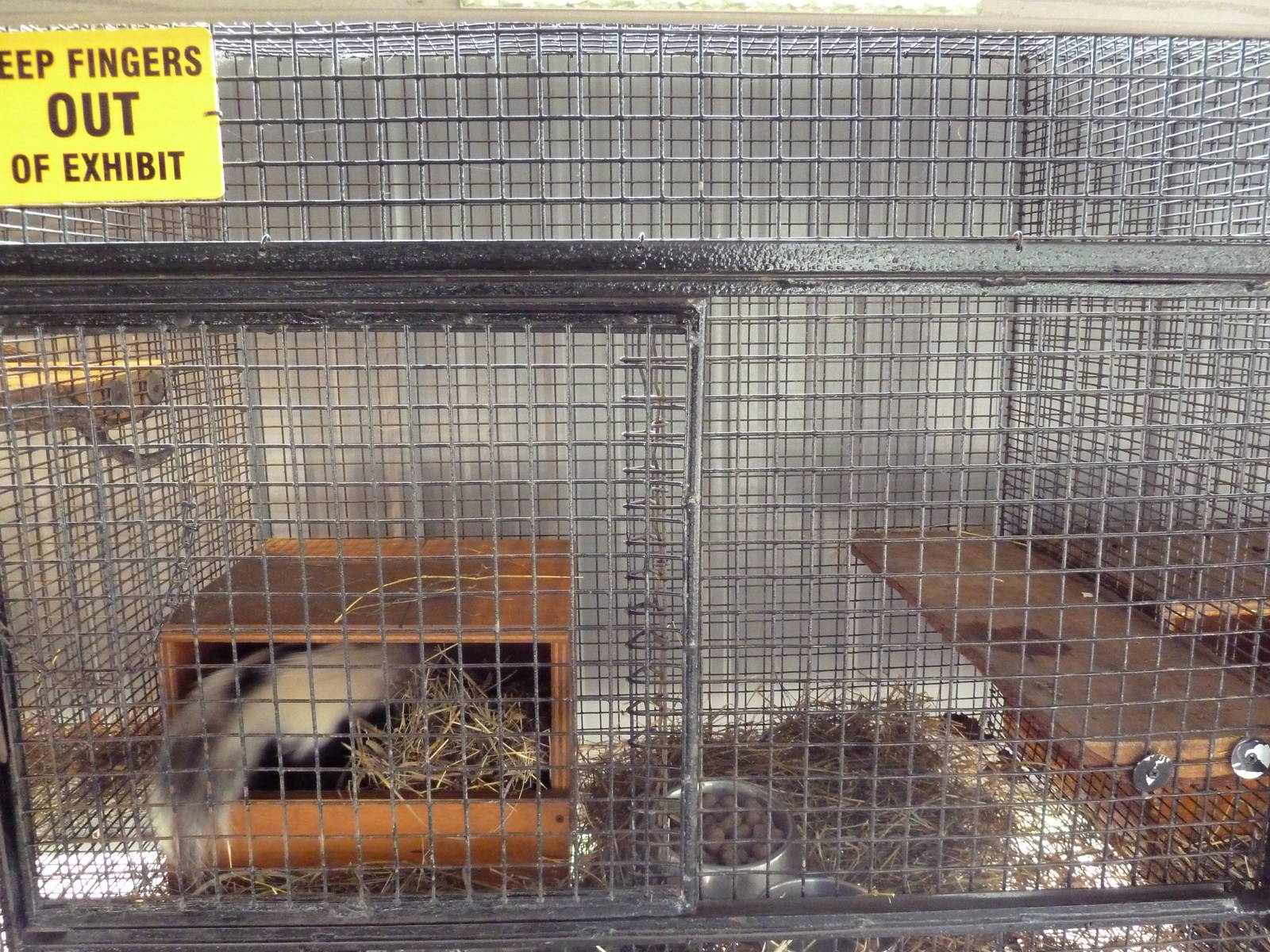Striped Skunk Cage