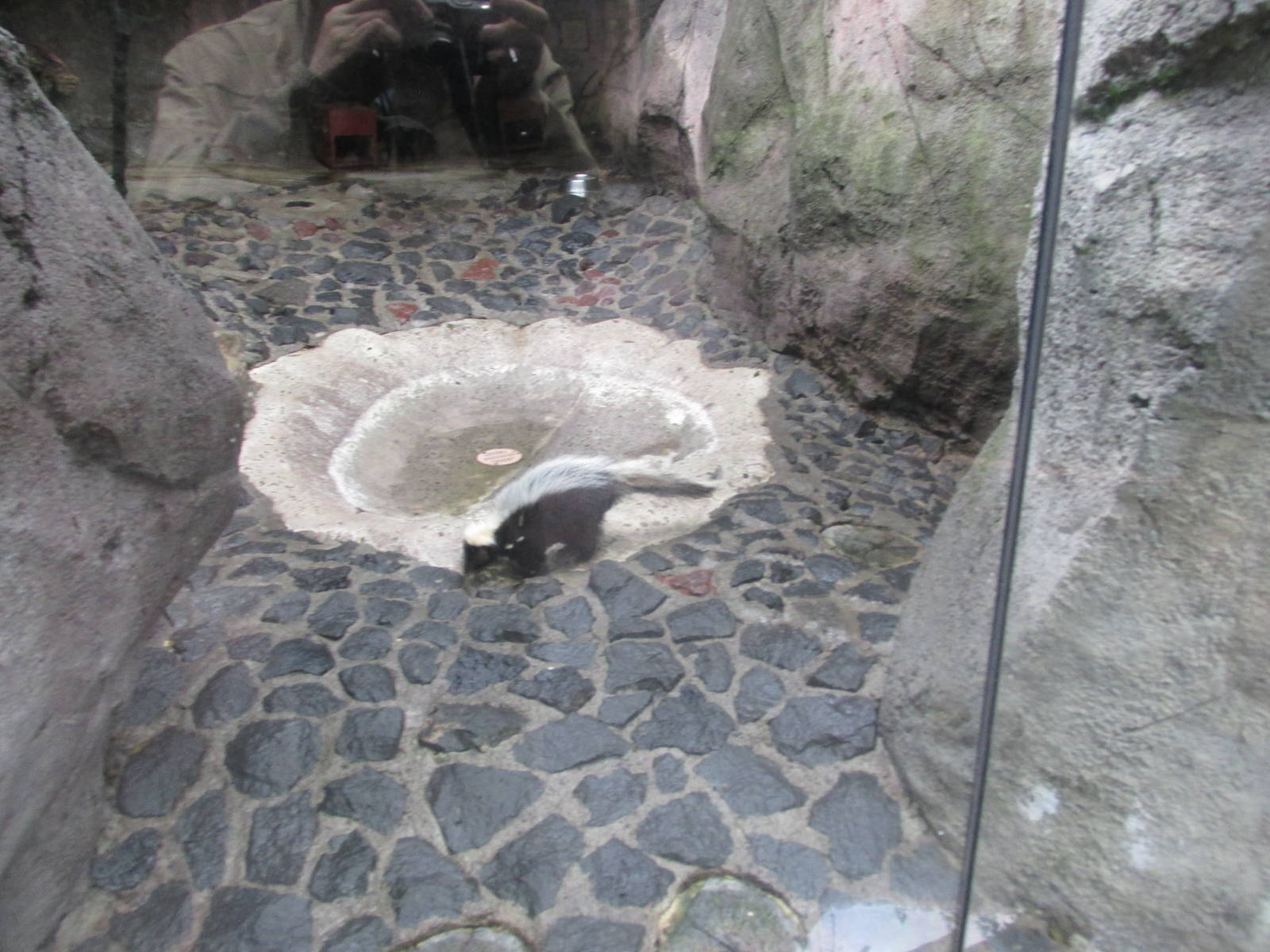 striped skunk chapultepec zoo