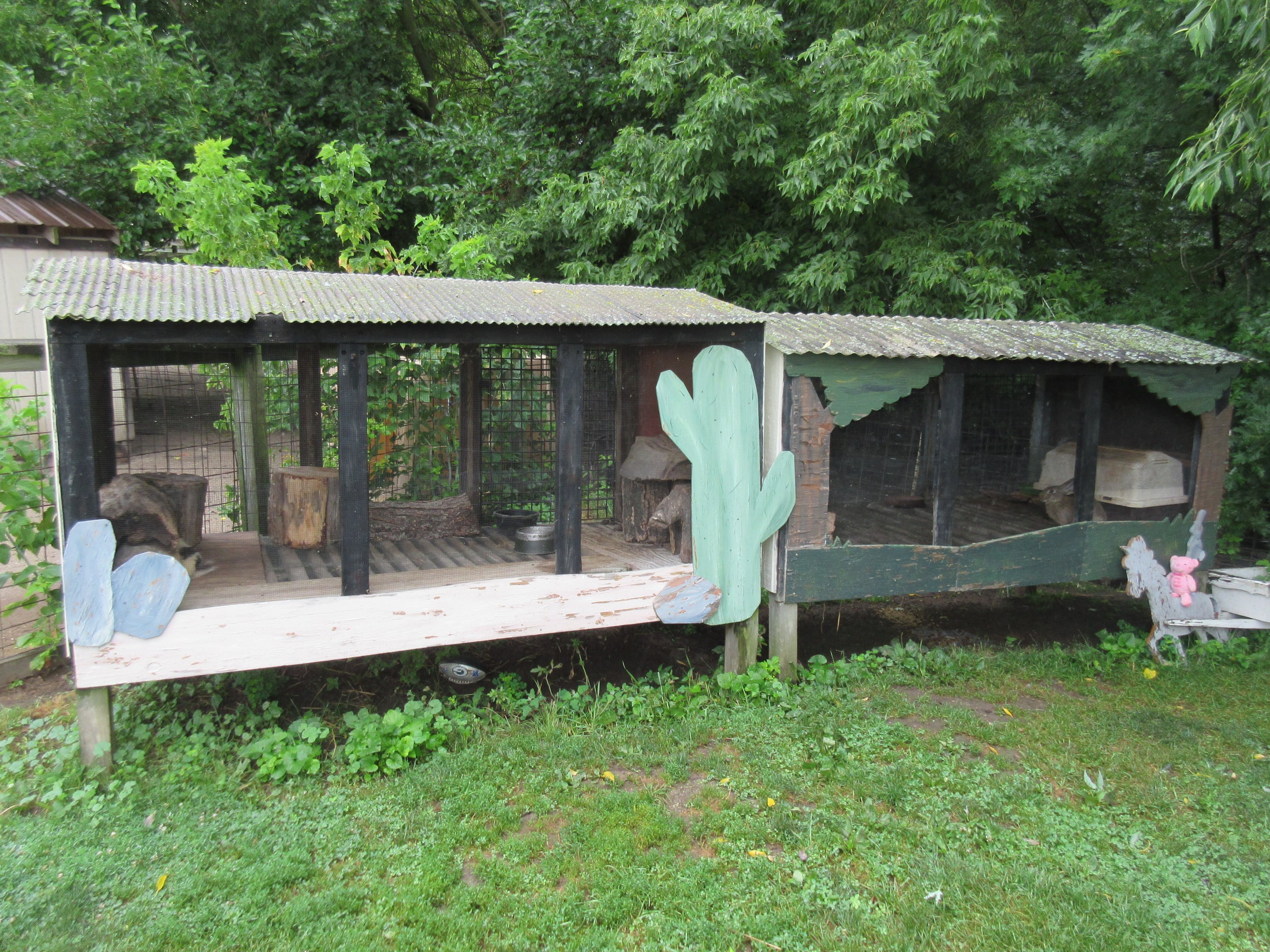 Striped Skunk + Domestic Rabbit Exhibits