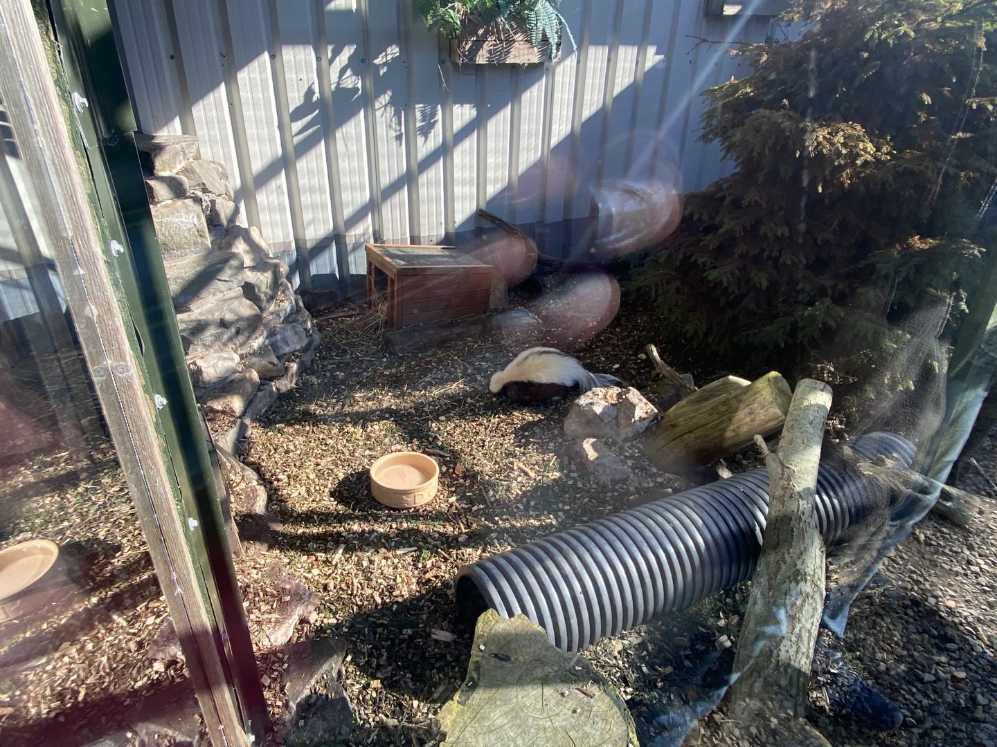 Striped skunk enclosure 020325