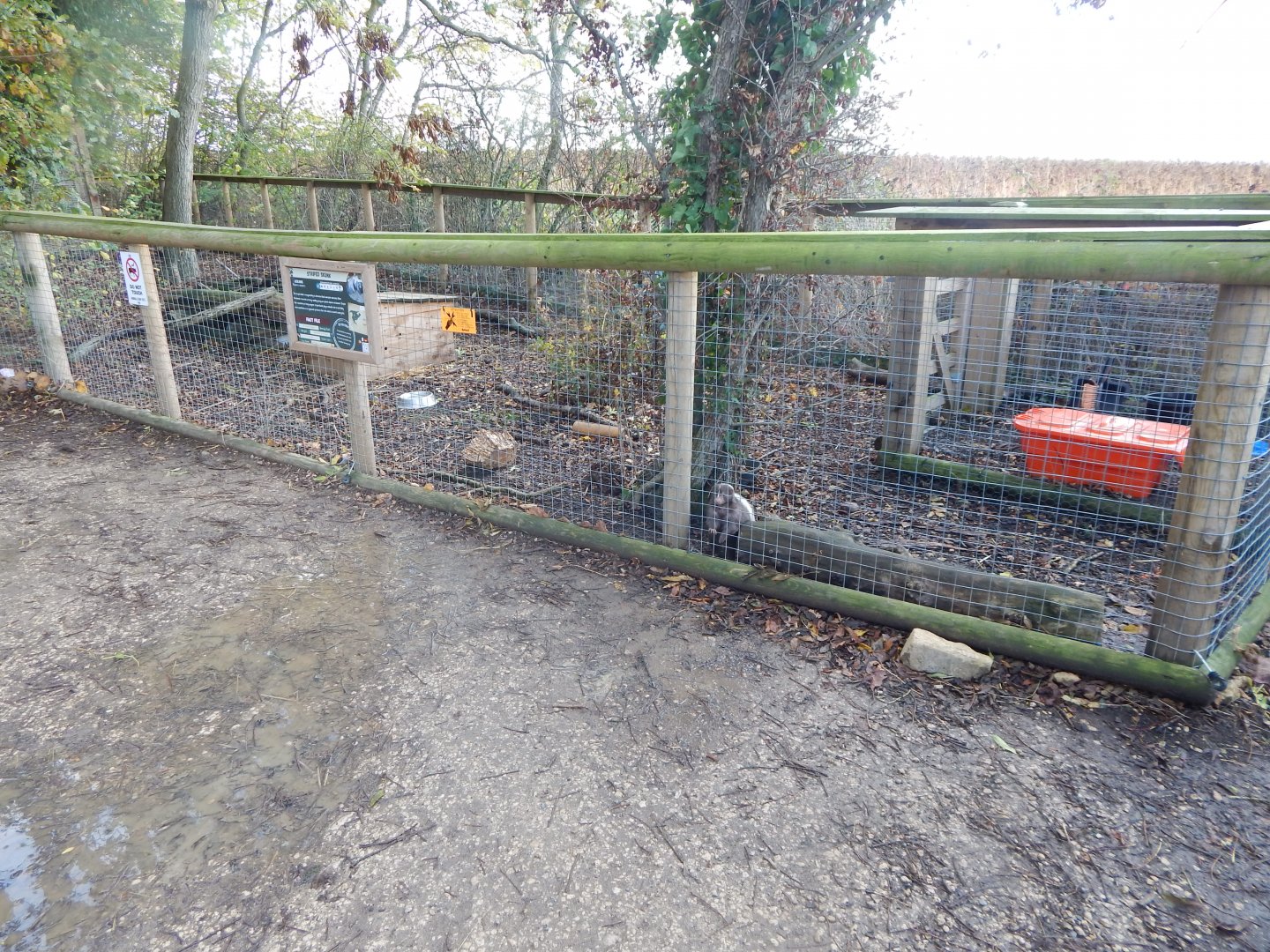 Striped skunk enclosure 021125