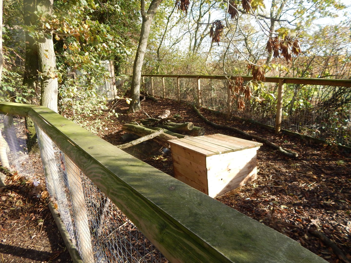 Striped skunk enclosure 021125