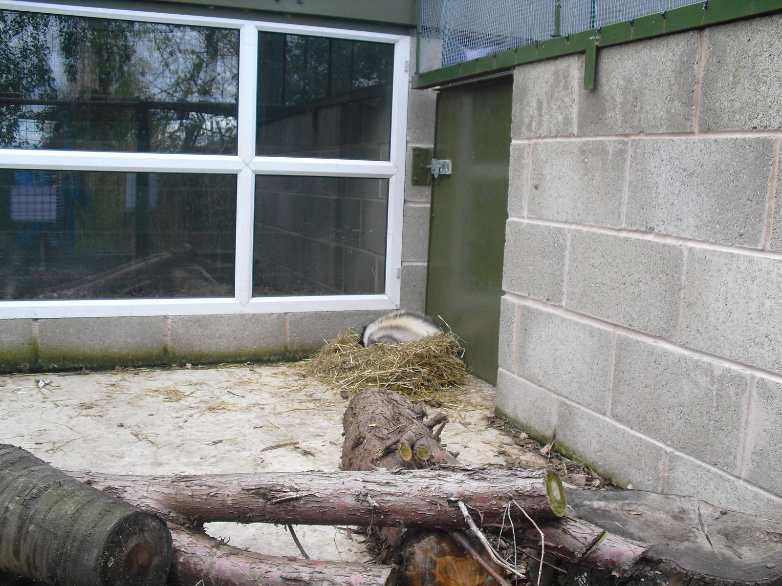 Striped Skunk Enclosure - 16/10/2011