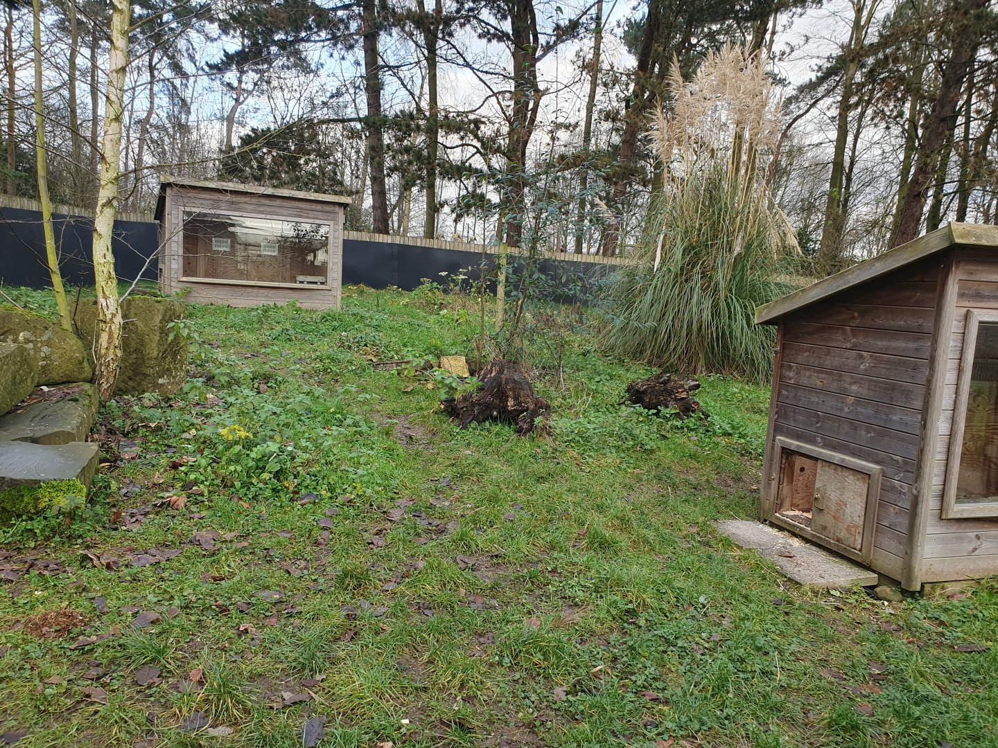 Striped Skunk enclosure 17/12/23
