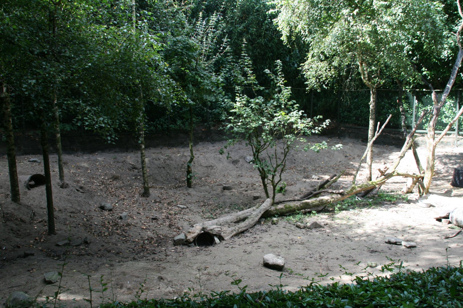 Striped skunk enclosure