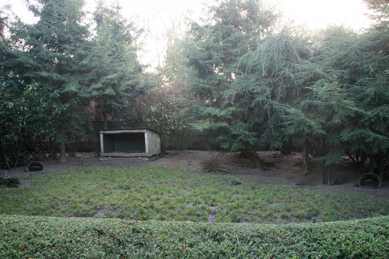 Striped skunk enclosure
