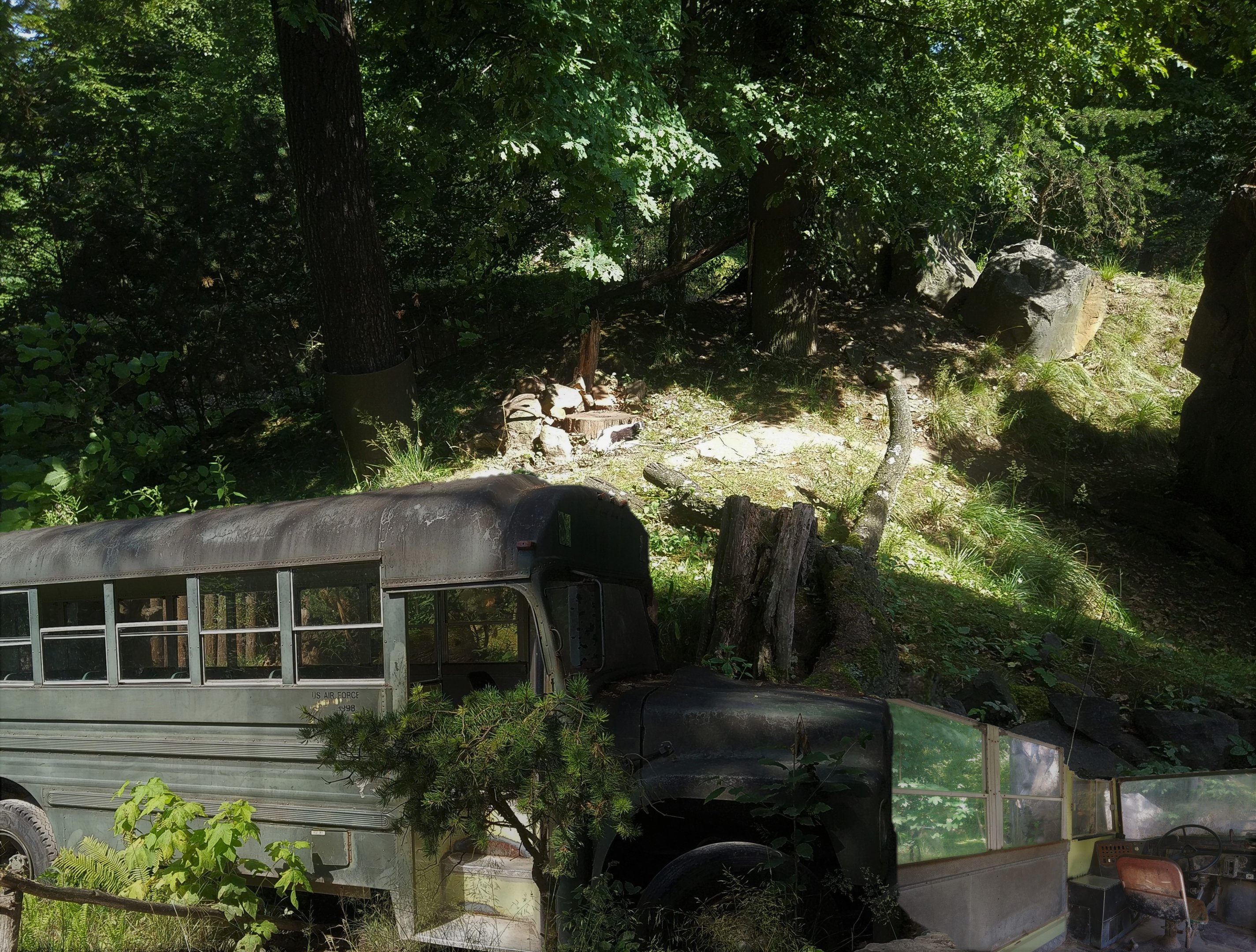 Striped Skunk Enclosure