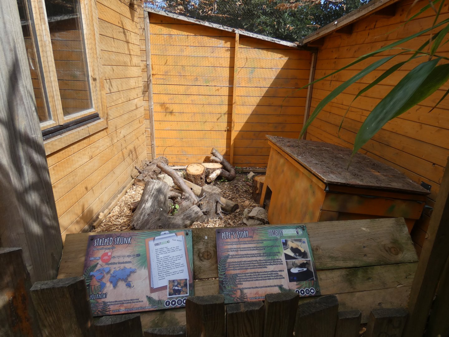 Striped Skunk enclosure