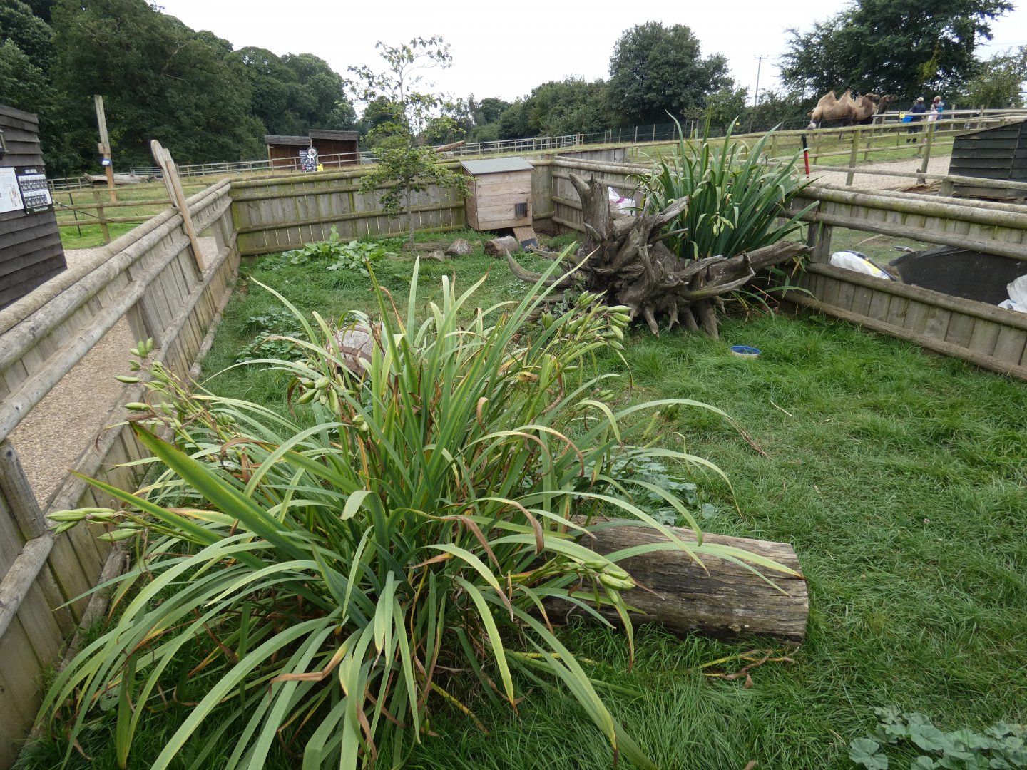 Striped skunk enclosure
