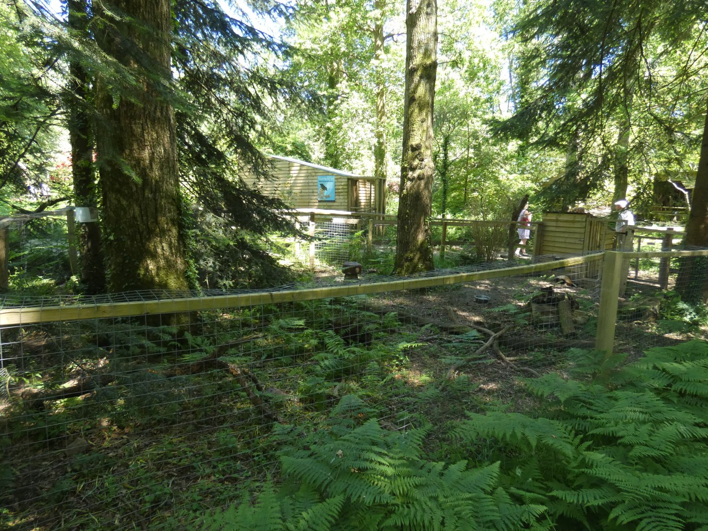 Striped skunk enclosure