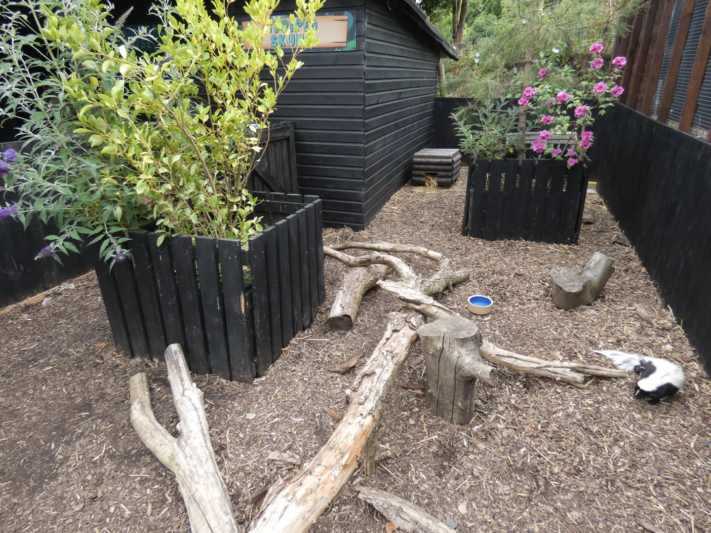 Striped skunk enclosure