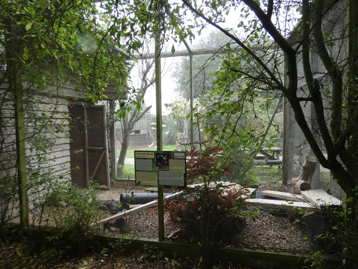 Striped skunk enclosure