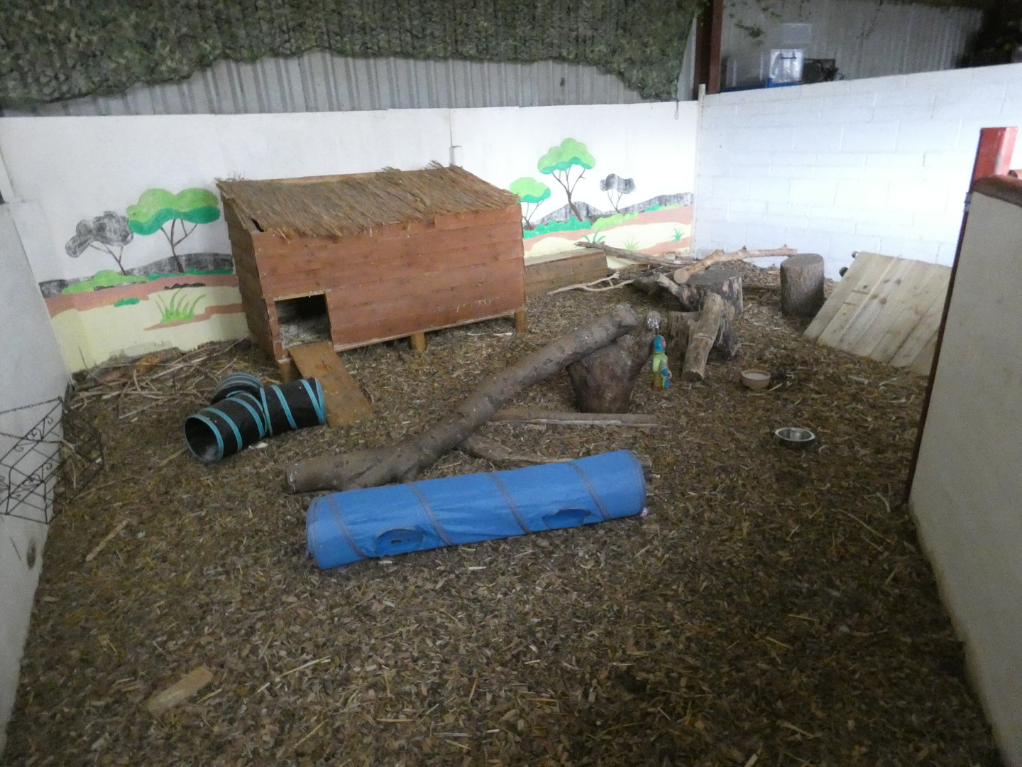 Striped skunk enclosure