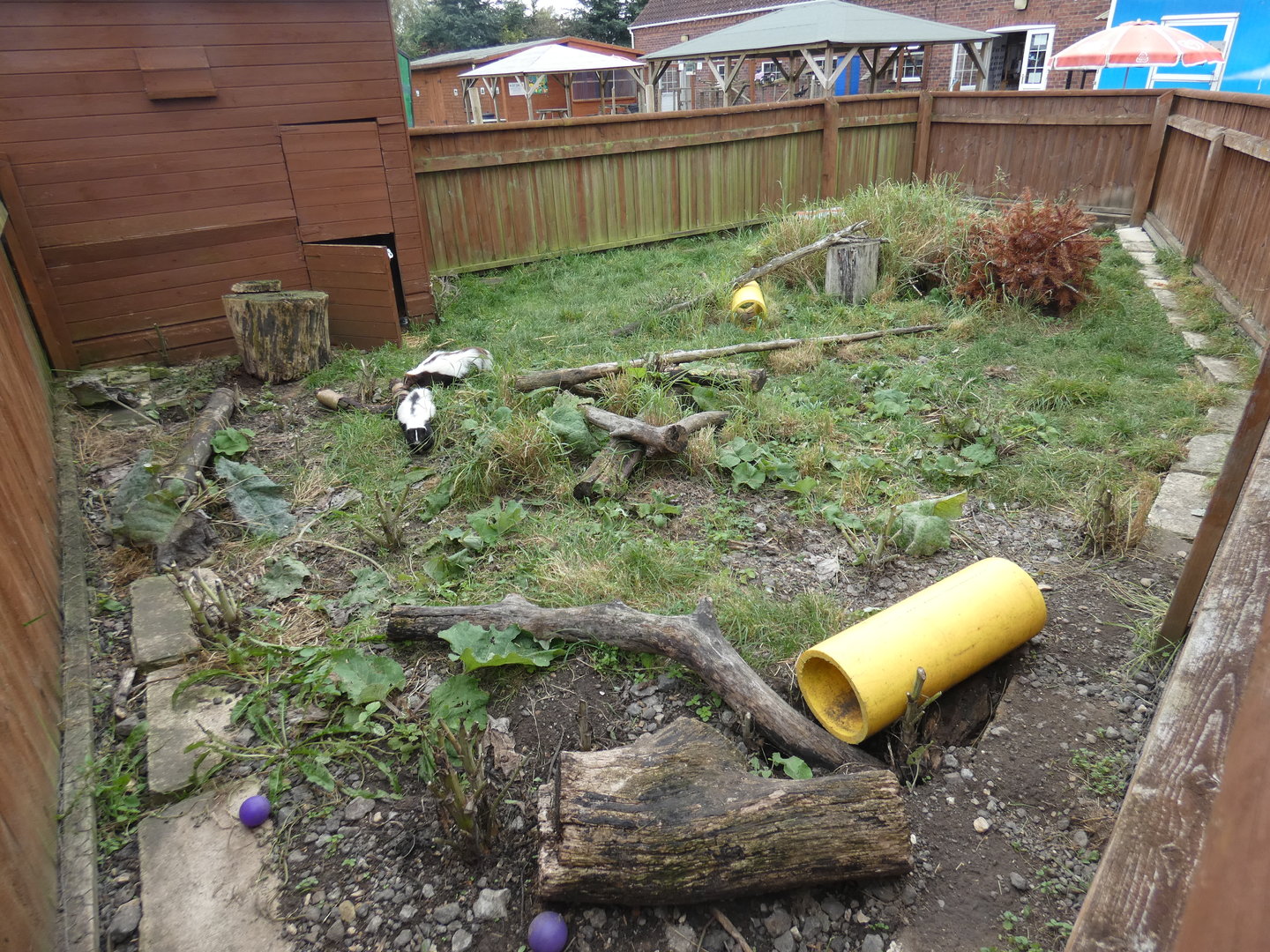 Striped skunk enclosure