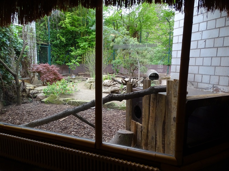 Striped skunk enclosure