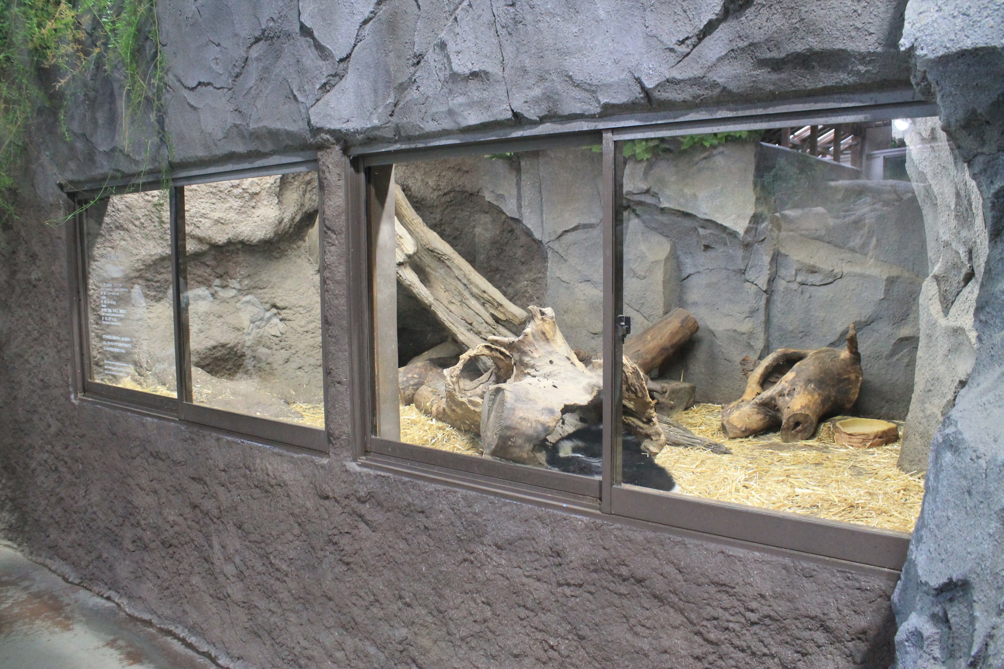 Striped Skunk enclosure
