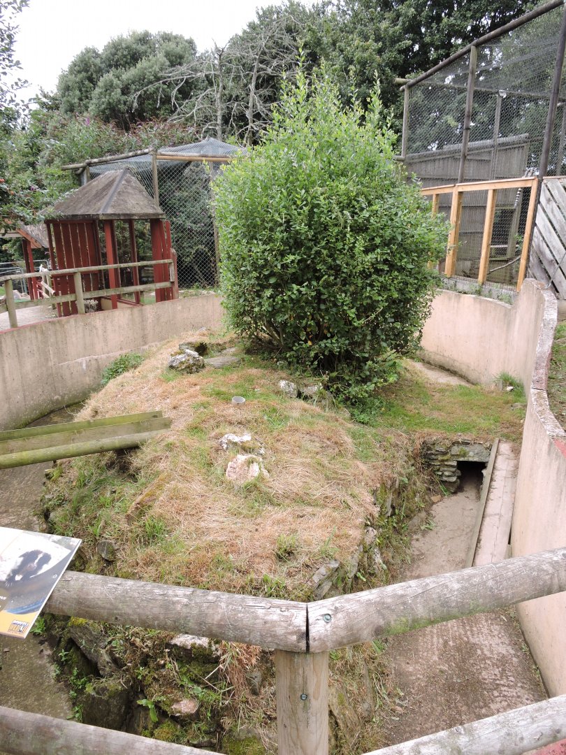 Striped Skunk Enclosure