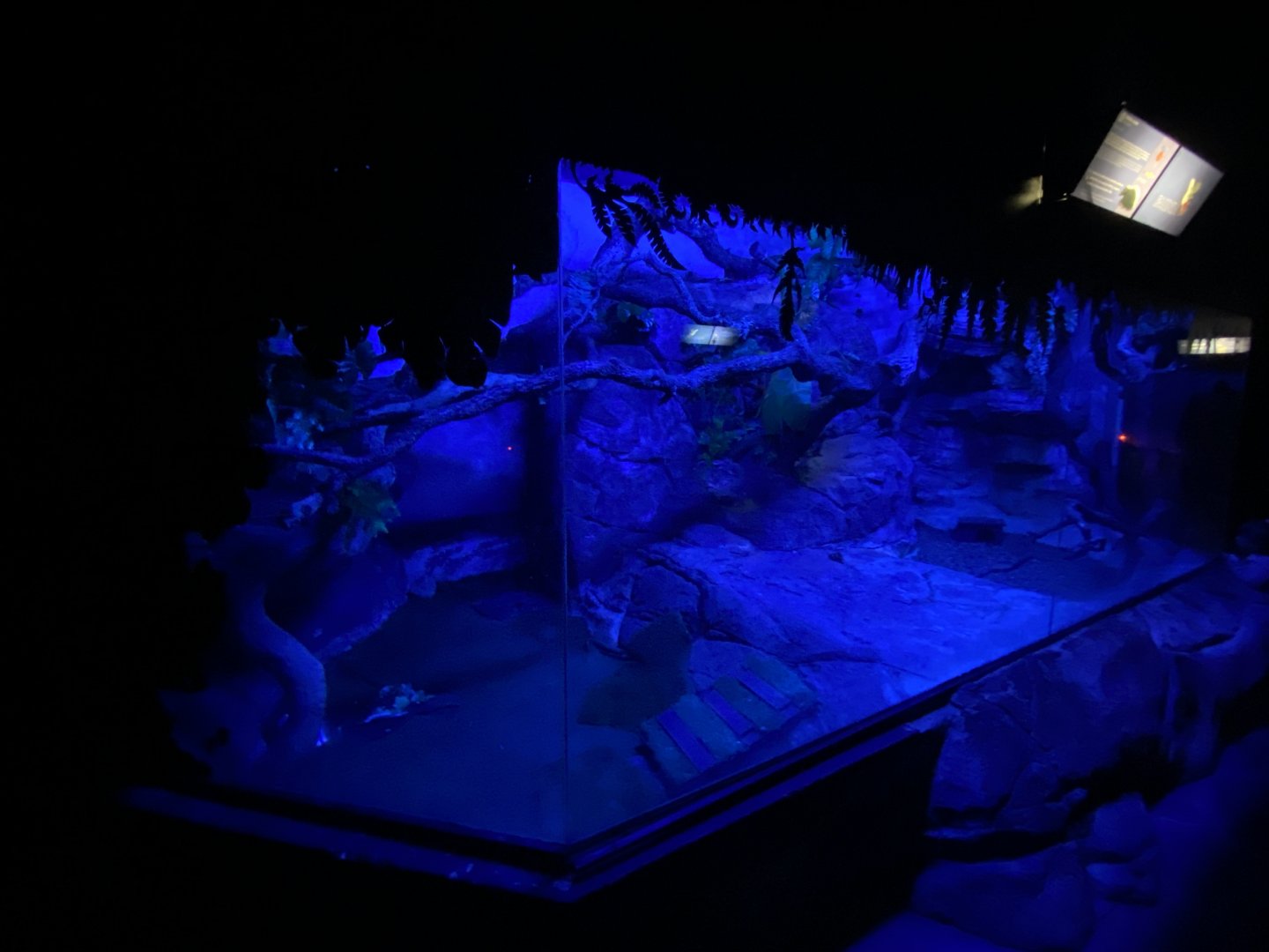 Striped skunk enclosure