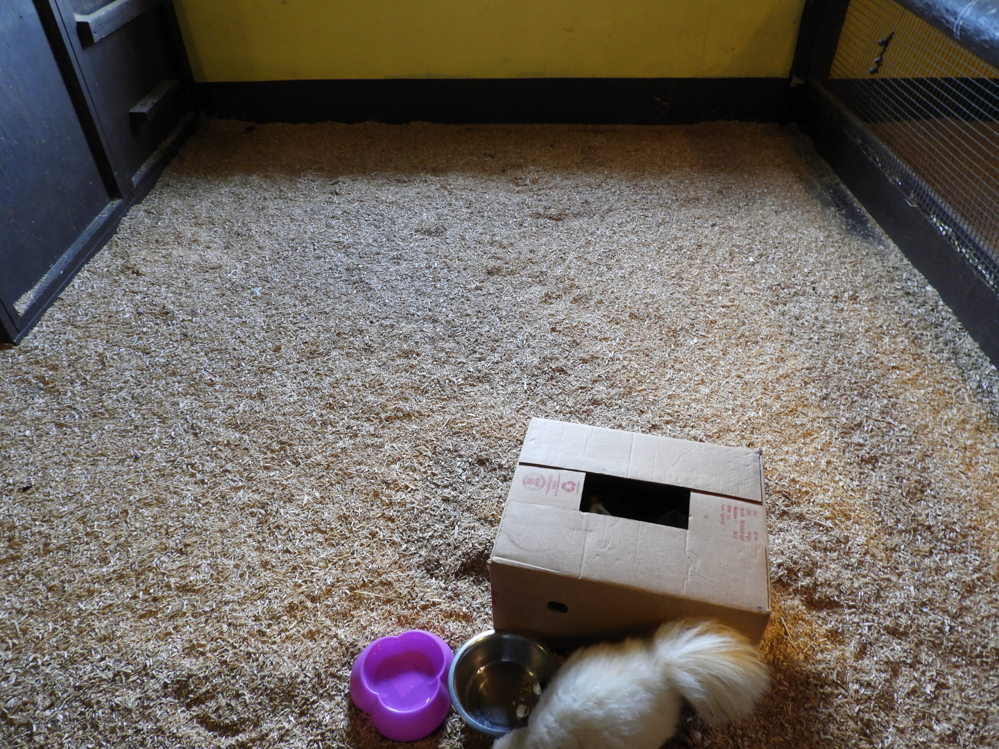 Striped Skunk exhibit #1 - Baby Barn - Animal Gardens Petting Zoo