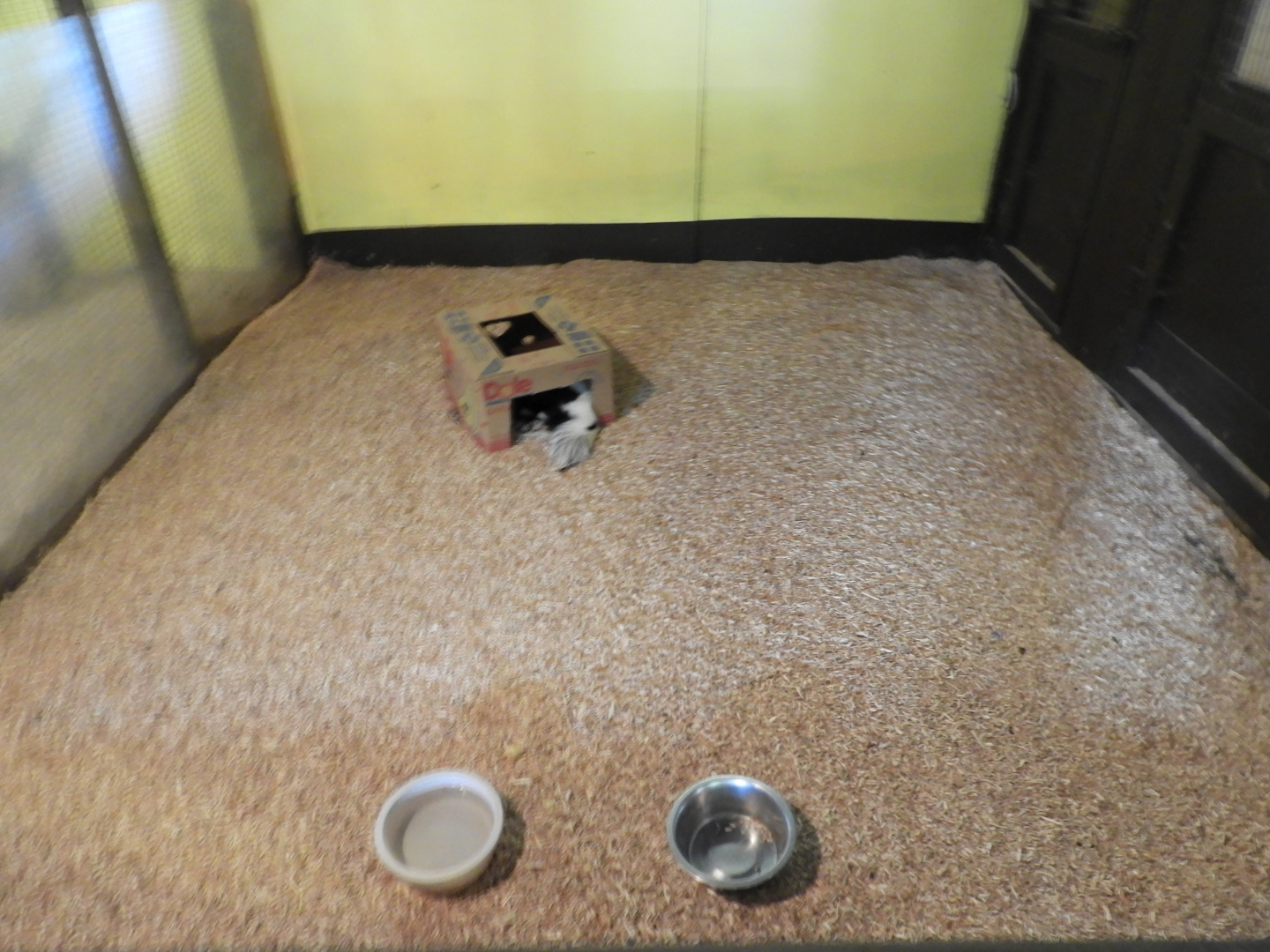 Striped Skunk exhibit #2 - Baby Barn - Animal Gardens Petting Zoo